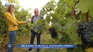 Relaxare &icirc;n mijlocul podgoriei Panciu