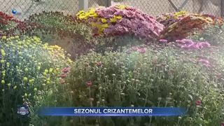 Sezonul crizantemelor