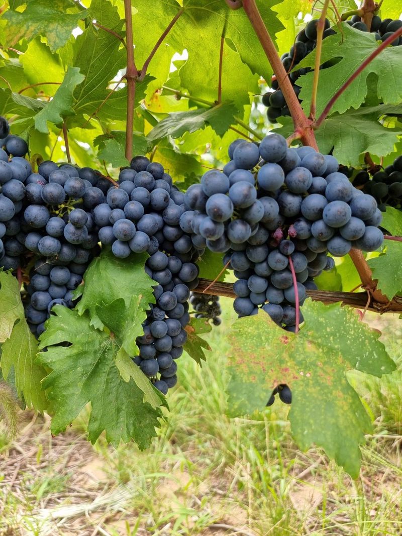 Sâmbătă, de la ora 15:00, în ”ROventura”: Periplul ROventura continuă prin “țara viei și-a vinului”