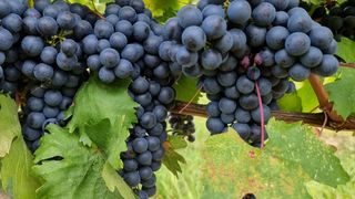 S&acirc;mbătă, de la ora 15:00, &icirc;n &rdquo;ROventura&rdquo;: Periplul ROventura continuă prin &ldquo;țara viei și-a vinului&rdquo;