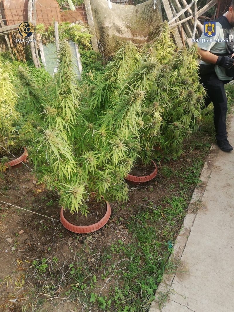 DIICOT cercetează o rețea de traficanți de droguri inițiată de un bărbat aflat în penitenciar. Unul dintre suspecți a fost prins în flagrant.