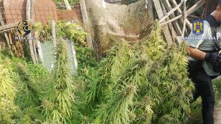 DIICOT cercetează o rețea de traficanți de droguri inițiată de un bărbat aflat &icirc;n penitenciar. Unul dintre suspecți a fost prins &icirc;n flagrant.