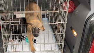 O femeie a fost sancționată de poliție după ce a abandonat doi cățeluși. Ce amendă a primit