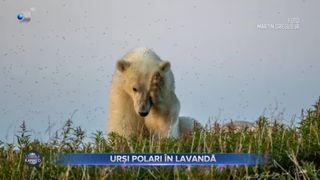 Urși polari în lavandă