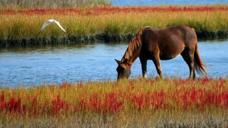 Un bărbat de 30 de ani este cercetat după ce şi-a bătut calul. Agresiunea a fost filmată şi postată pe rețelele sociale