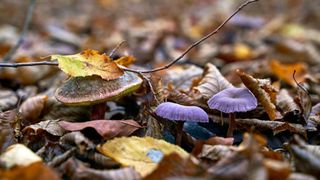 Doi soți români au ajuns de urgență la spital după ce au consumat „îngerul morții”. Bărbatul a gătit ciupercile fără să știe că sunt otrăvitoare