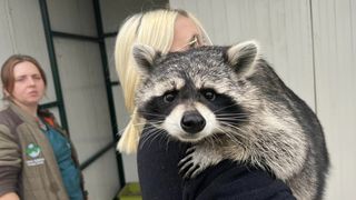 Povestea emoționată a lui Ton, un raton care a ajuns ilegal în România. Micuțul blănos a fost abandonat de stăpâni