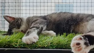 Un copil de 3 ani a căzut de la etajul 10 în timp ce încerca să își salveze pisica