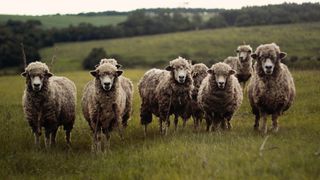 Un bărbat a fost reținut, după ce a intrat cu mașina într-o turmă de oi și a omorât patru din ele