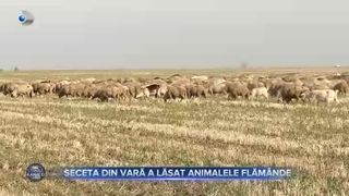 Nu mai au ce să dea pe m&acirc;ncare animalelor