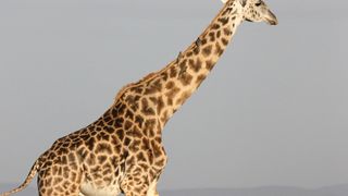 Tragedie &icirc;ntr-un parc safari: Un bebeluș a fost strivit de o girafă, iar mama sa se zbate &icirc;ntre viață și moarte