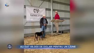 Au dat 49 de mii de dolari pentru un câine