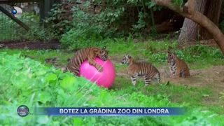 Botez la grădina zoologică din Londra