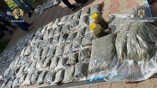 O cultură de canabis ascunsă &icirc;ntr-o hală de 1.000 de metri pătrați a fost descoperită &icirc;n Vrancea. Au fost făcute 5 percheziții domiciliare