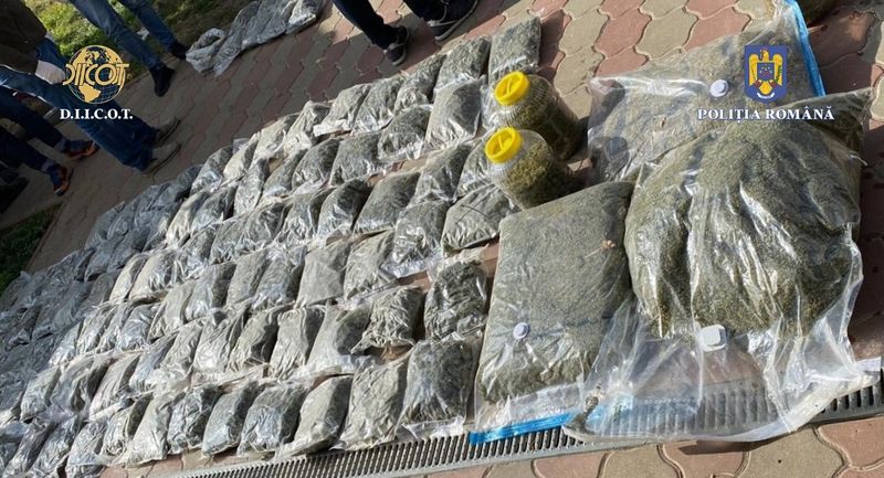 O cultură de canabis ascunsă într-o hală de 1.000 de metri pătrați a fost descoperită în Vrancea. Au fost făcute 5 percheziții domiciliare