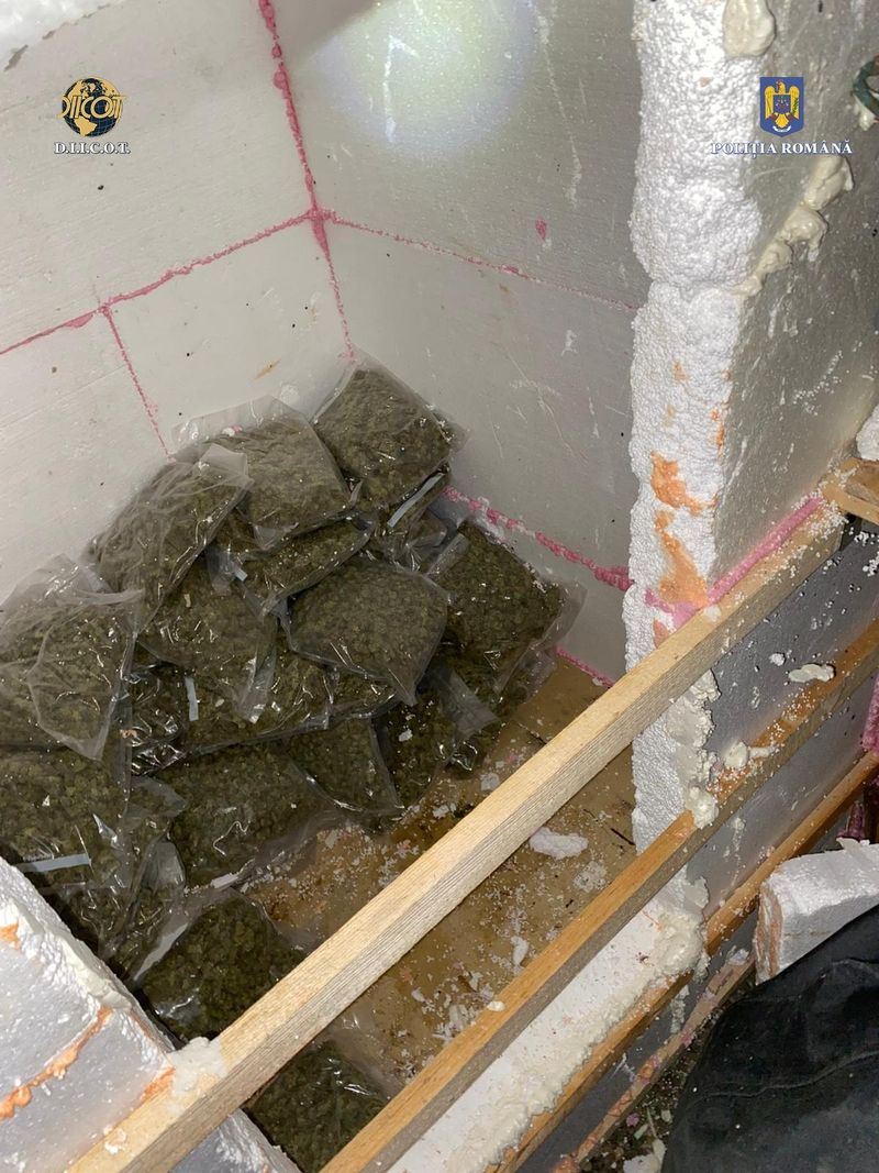 O cultură de canabis ascunsă într-o hală de 1.000 de metri pătrați a fost descoperită în Vrancea. Au fost făcute 5 percheziții domiciliare