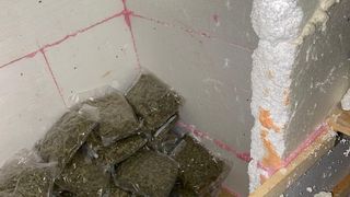 O cultură de canabis ascunsă &icirc;ntr-o hală de 1.000 de metri pătrați a fost descoperită &icirc;n Vrancea. Au fost făcute 5 percheziții domiciliare