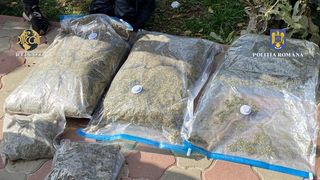 O cultură de canabis ascunsă &icirc;ntr-o hală de 1.000 de metri pătrați a fost descoperită &icirc;n Vrancea. Au fost făcute 5 percheziții domiciliare