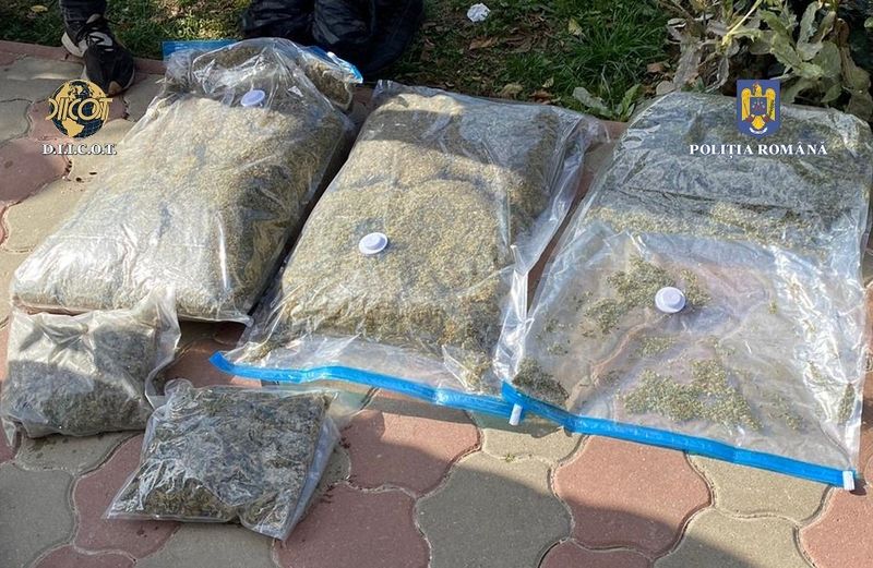 O cultură de canabis ascunsă într-o hală de 1.000 de metri pătrați a fost descoperită în Vrancea. Au fost făcute 5 percheziții domiciliare