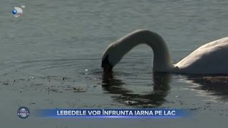 Lebedele vor &icirc;nfrunta iarna pe lac