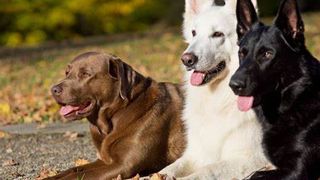 Afișele care interzic animalele de companie în instituții  ar putea fi scoase