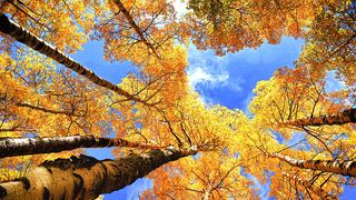 Temperaturi de până la 30 de grade în următoarele zile. Anunțul ANM despre "vara" de la intrarea în iarnă