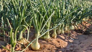 Cum plantezi ceapă și usturoi toamna? Sfaturi pentru o cultură de succes