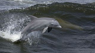Peste 50.000 de delfini au murit în Marea Neagră de la începutul războiului