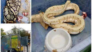 Un bărbat din Oradea a găsit trei pitoni la tomberonul din fața blocului