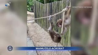 Maimuțele-acrobat