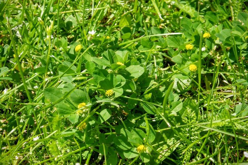 Consultă calendarul înainte să plantezi semințe de lucernă! Iată de ce totul trebuie făcut "ca la carte"!