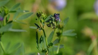 Consultă calendarul &icirc;nainte să plantezi semințe de lucernă! Iată de ce totul trebuie făcut "ca la carte"!