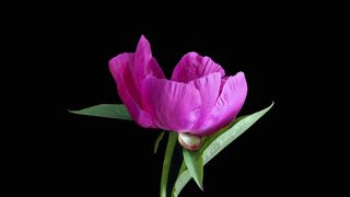 Bujorul este oficial floarea națională a Rom&acirc;niei