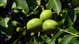 De ce nu este bine să dormi la umbra unui nuc? Multă lume nu știe!