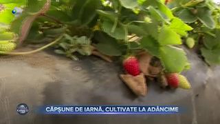 Căpșune de iarnă, cultivate la adâncime