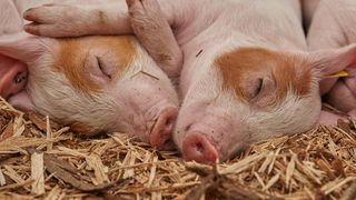 Focar de pestă porcină în județul Timiș