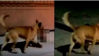 VIDEO - Întâmplare înfiorătoare pe străzile din Mexic! Un câine a fost filmat în timp e se plimba cu un cap de om în gură