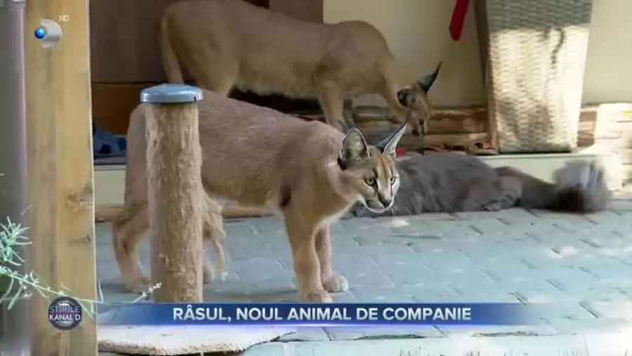 Râsul, noul animal de companie - Stirile Kanal D