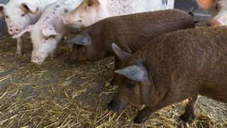 Tatăl din Suceava care își exploata copiii prin muncă a fost arestat preventiv