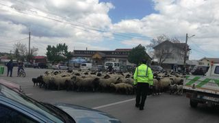 Peste 20 de oi au fost omorâte după ce un șofer a intrat în plin în ele