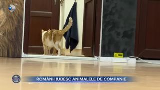 Românii iubesc animalele de companie