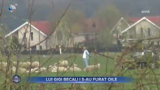 Lui Gigi Becali i s-au furat oile