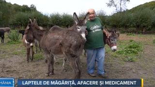 VIDEO - Asta-i Romania! Laptele de măgăriță, afacere și medicament