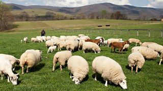 180 de oi au dispărut fără urmă, în Prahova