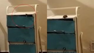 Imagini revoltătoare la un spital din Sălaj! Un șoarece a fost suprins de camera de filmat &icirc;n mobilierul unei secții de pediatrie. DSP a deschis o anchetă