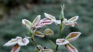 Prognoza meteo pentru perioada 15 - 30 noiembrie 2022