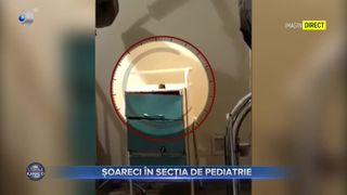 Șoareci &icirc;n secția de pediatrie