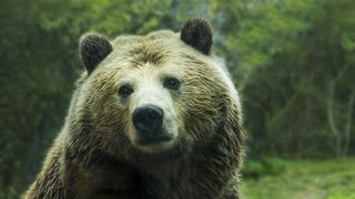 VIDEO Un pui de urs a fost filmat când se urca într-un copac la Grădina Zoologică Rădăuți: „Ce faci acolo sus?”