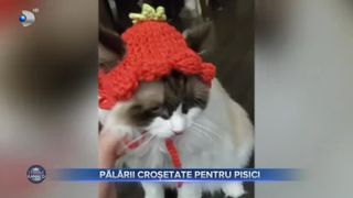 Pălării croșetate pentru pisici
