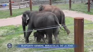 Elefanții gemeni, miracolul de la Zoo